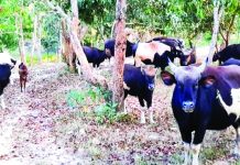 এক যুগে গয়াল বেড়ে ৪ থেকে ২২