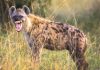 হায়েনা ভয়ংকর এক প্রাণী