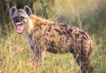 হায়েনা ভয়ংকর এক প্রাণী