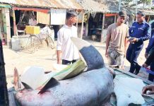 কুতুবদিয়ায় প্রকাশ্যে হাঙ্গর বিক্রি, ব্যবসায়ীকে ৪০ হাজার টাকা জরিমানা
