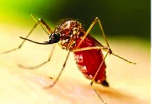 চট্টগ্রামে কমছে ডেঙ্গুর সংক্রমণ