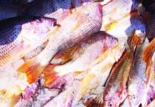 সেন্টমার্টিনে এক জালে ৬৮৭ লাল কোরাল, ১০ লাখে বিক্রি