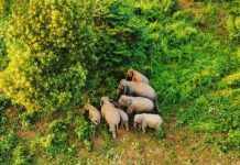 কাপ্তাই জাতীয় উদ্যানে নতুন হাতি শাবকের জন্ম, বেড়েছে সংখ্যা