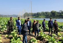 নদীর তীর সংরক্ষণে লামায় ইউএনওর তামাক চাষ বিরোধী অভিযান