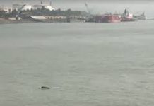 চট্টগ্রামের তিন নদী ও এক খালে ১৬৯টি ডলফিন