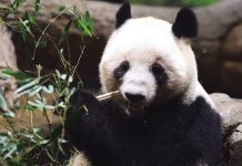 শেষ দুই পান্ডাকে চোখের পানিতে বিদায় জানাচ্ছে জাপানিরা