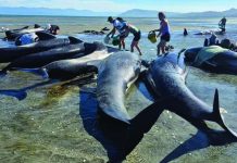 নিউ জিল্যান্ডের দুর্গম সৈকতে আটকা পড়া ৬ তিমির মৃত্যু