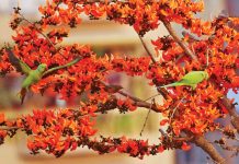 বসন্ত, খুলে দিল মনের দুয়ার