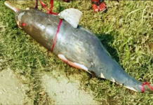 হালদা নদী থেকে ২৭ কেজি ওজনের মৃত ডলফিন উদ্ধার