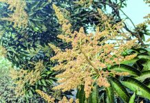 আমের মুকুলে ছেয়ে গেছে বান্দরবানের পাহাড়