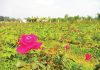 চকরিয়ার গোলাপ নগরে কমেছে ফুলের চাষ