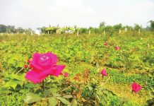 চকরিয়ার গোলাপ নগরে কমেছে ফুলের চাষ