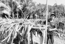 ড্রাগন চাষে স্বাবলম্বী হওয়ার স্বপ্ন