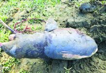 হালদা নদী থেকে মৃত বাচ্চা ডলফিন উদ্ধার