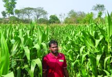 রাঙ্গুনিয়ায় পতিত জমিতে ‘ভুট্টার বিপ্লব’