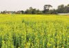 হলুদে সেজেছে দিগন্তজোড়া সরিষা ক্ষেত