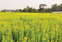হলুদে সেজেছে দিগন্তজোড়া সরিষা ক্ষেত