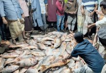 সেন্টমার্টিনে ধরা পড়ল ১১০০ কোরাল মাছ, ৩৫ লাখে বিক্রি