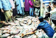 সেন্টমার্টিনে ধরা পড়ল ১১০০ কোরাল মাছ, ৩৫ লাখে বিক্রি