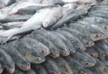 সীতাকুণ্ডে অভিযানে বিপুল পরিমাণ জাটকা ইলিশ জব্দ