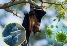 চলতি বছর নিপা ভাইরাসে দেশে প্রথম মৃত্যু