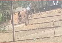 ভোটের আগের দিন রাউজানের কদলপুরে প্রবাসীর ঘরে গুলি, আতংক