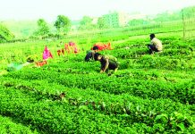 সীতাকুণ্ডে পাহাড়ে অর্ধকোটি টাকার পুদিনার আবাদ