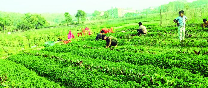 sitakund pudina pic 2