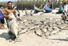 টেকনাফে এক জালে ধরা পড়ল সাড়ে ৫ লাখ টাকার মাছ