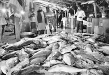 টেকনাফে জালে উঠল ১১২ মণ ‘নাগু’ মাছ, ২০ লাখে বিক্রি