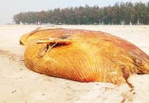 কক্সবাজার সৈকতে মরা ডলফিন, কুতুবদিয়ায় তিমি