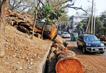 সিআরবি দ্বিতল সড়কের পাশ থেকে ভেঙে পড়ল শতবর্ষী শিরীষগাছ