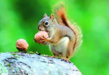 ক্ষুদে কারিগর কাঠবিড়ালি