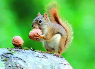 ক্ষুদে কারিগর কাঠবিড়ালি