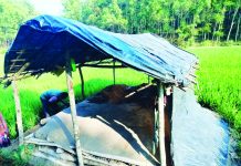 হাতি হত্যার পর মাটিচাপা দিয়ে উপরে ঝুপড়ি ঘর