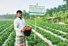 চারদিকে তামাক, মাঝে স্ট্রবেরি