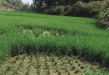 লোহাগাড়ায় বোরো ক্ষেতে বন্যহাতির হানা