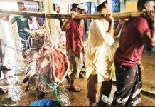 সেন্টমার্টিনে ধরা পড়ল ২০০ কেজির বোল মাছ