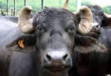 পিকআপে তুলে নিয়ে গেল মহিষটি