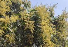 পাহাড়ে আমের মুকুল, আশার পাশাপাশি আছে দুশ্চিন্তাও