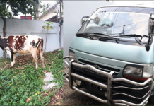 গরুর খামারে ডাকাতি, চান্দগাঁওয়ে চক্রের ৩ সদস্য গ্রেপ্তার