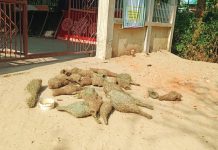 বাবুই পাখির বাসা ভাঙায় কারাদণ্ড