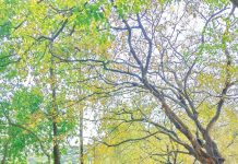 ব্রেন স্ট্রোকে চবি শিক্ষার্থীর মৃত্যু