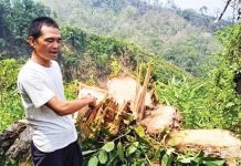 প্রাকৃতিক বনাঞ্চল উজাড়ে ব্যস্ত সিন্ডিকেট