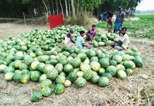 অনাবাদি জমিতে তরমুজ চাষে সাফল্য
