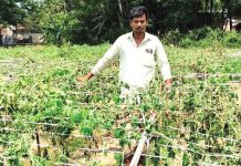 বাঁশখালীতে কৃষকের করলা ক্ষেত নষ্টের অভিযোগ