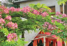 খাগড়াছড়িতে মুগ্ধতা ছড়াচ্ছে লাল সোনাইল