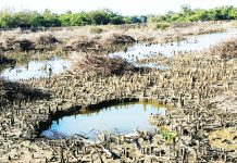 সোনাদিয়ায় ৫ হাজার একর ম্যানগ্রোভ প্যারাবন উজাড়