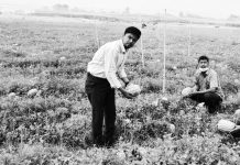 পটিয়ায় তরমুজ চাষে ফিরছে কৃষকরা