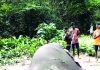 সঙ্গী সরে যেতেই মৃত হাতিটির শুঁড় ও মাংস কেটে নিল দুর্বৃত্তরা